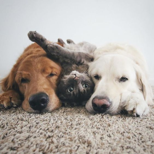 Animal care